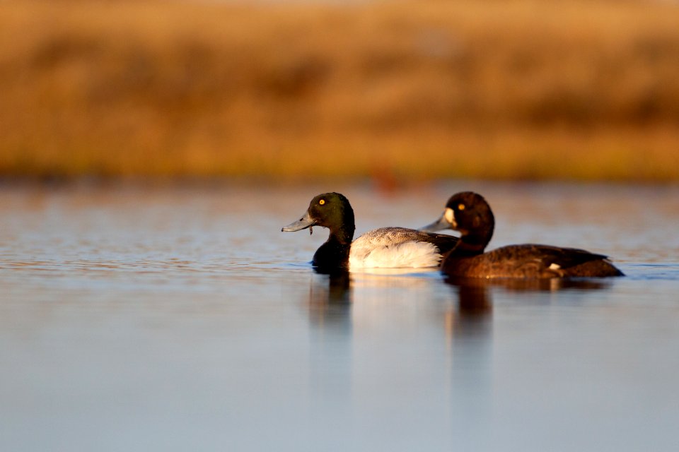 Greater scaup pair