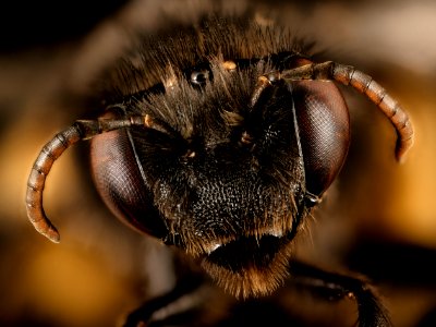 Melissodes near bimaculatus, f, virginia, pulaski county, face 2016-12-16-13.40