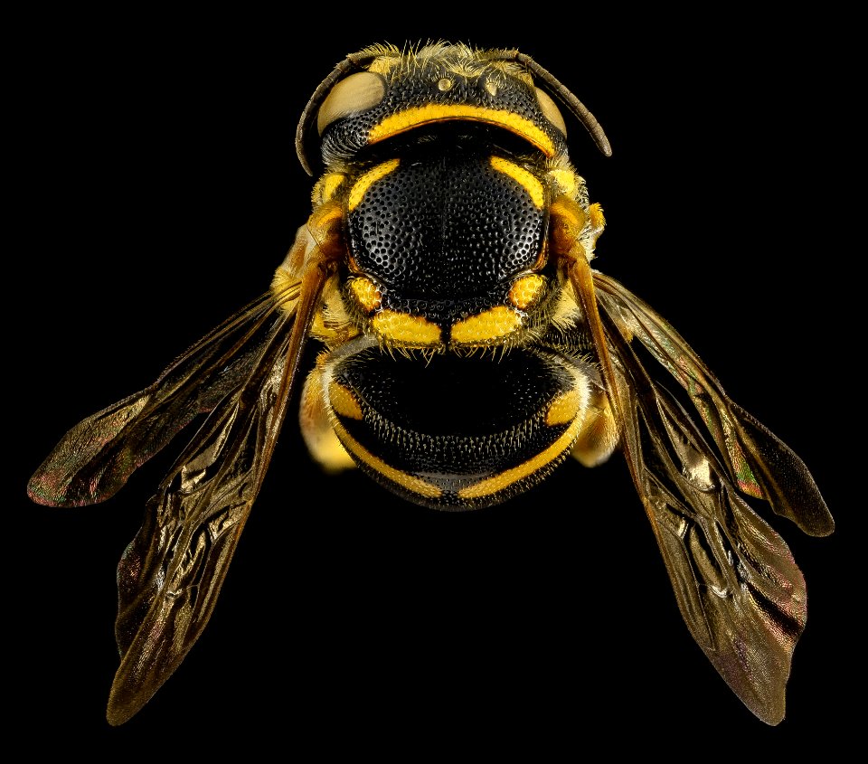 Anthidiellum notatum, B, MD, PG County 2014-02-04-11.03.49 ZS PMax