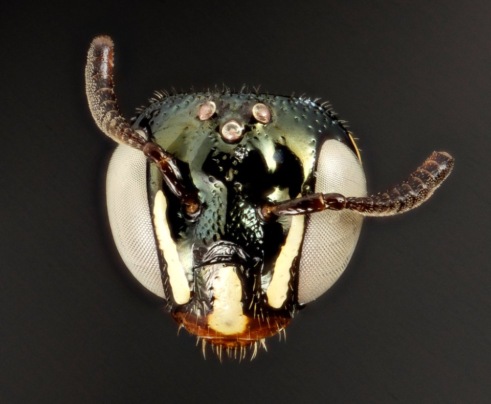 Ceratina tricolor, f, panama, face2 2014-08-29-16.04.02 ZS PMax