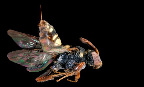 Nomada electella, f, right, Bath Co. Virginia 2019-12-18-11.44.23 ZS PMax UDR