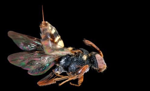 Nomada electella, f, right, Bath Co. Virginia 2019-12-18-11.44.23 ZS PMax UDR photo