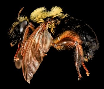 Asilidae, U, Side, Carroll Co., MD 2013-07-23-15.07.52 ZS PMax photo