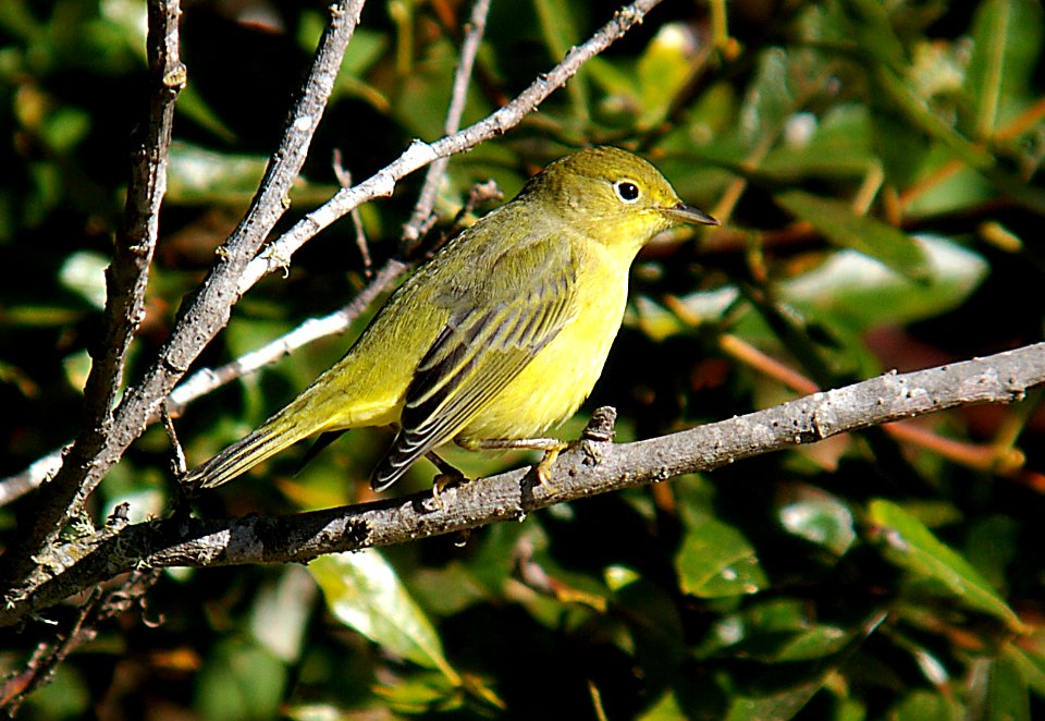 WARBLER, YELLOW (10-6-05) basic fem, slo co, ca