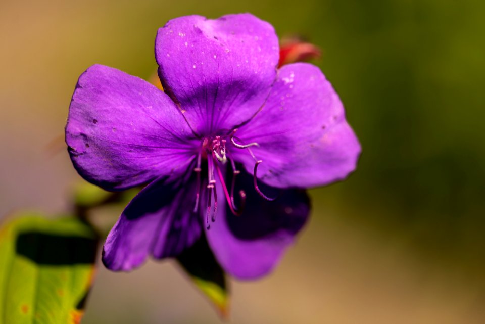 Blumen gehen immer
