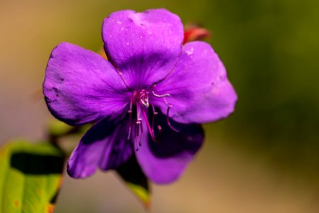 Blumen gehen immer photo