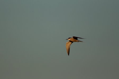 Aleutian tern photo