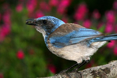 JAY, WESTERN- SCRUB (5-07) canet rd, morro bay, slo co, ca