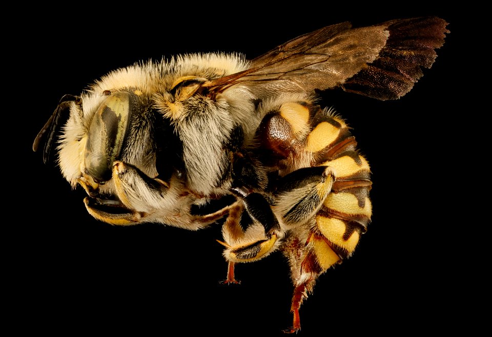 Anthidium porterae, m, left side, Hidalgo Co. NM 2016-06-27-11.45