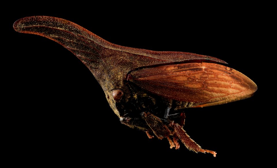 Campylenchia latipes, side, Upper marlboro, md 2013-10-18-12.38.11 ZS PMax