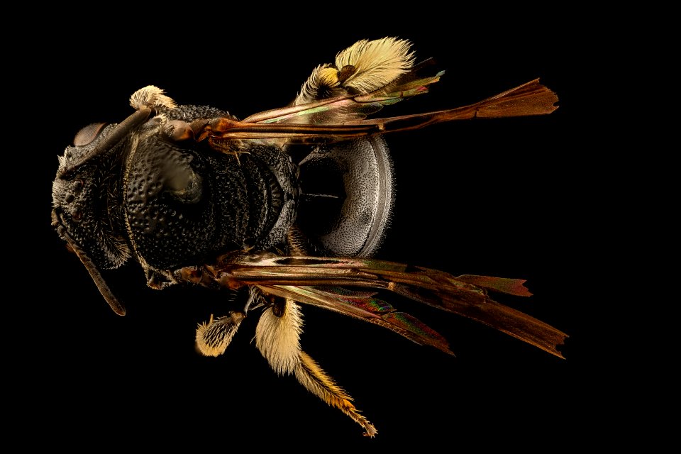 Pseudopanurgus rugosus, f, back, Botetourt Co., VA 2018-06-20-21.20.47 ZS PMax UDR