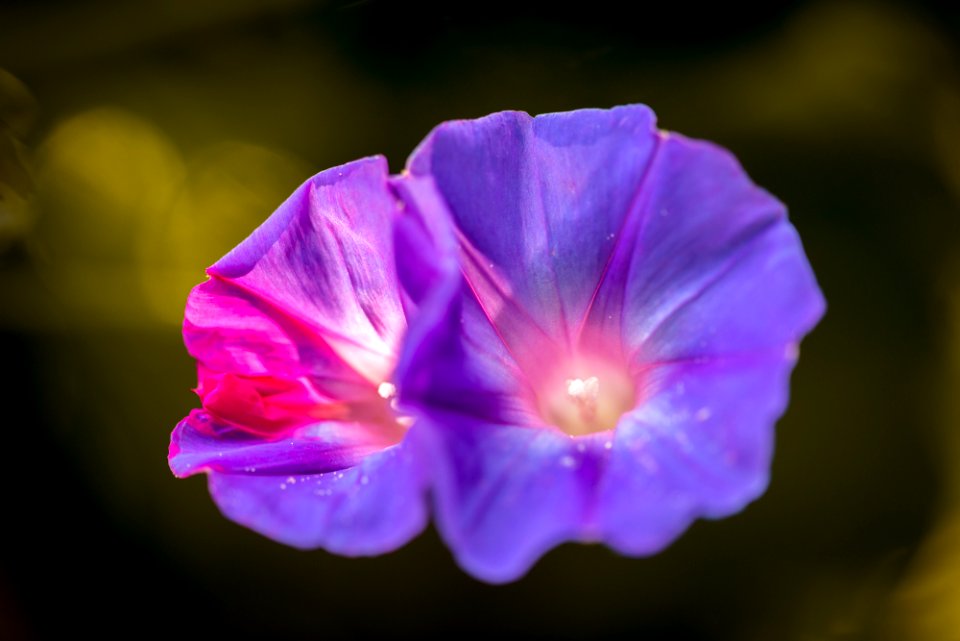 Blumen gehen immer