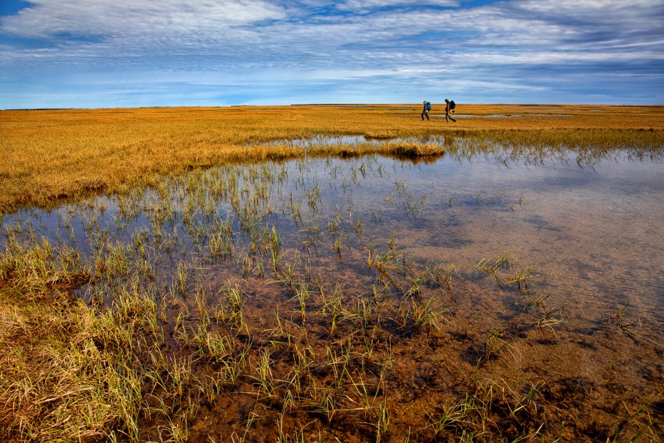 Biologist searches for bird nests - Arctic Bird Fest 2019