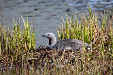 Red-throated loon on nest photo