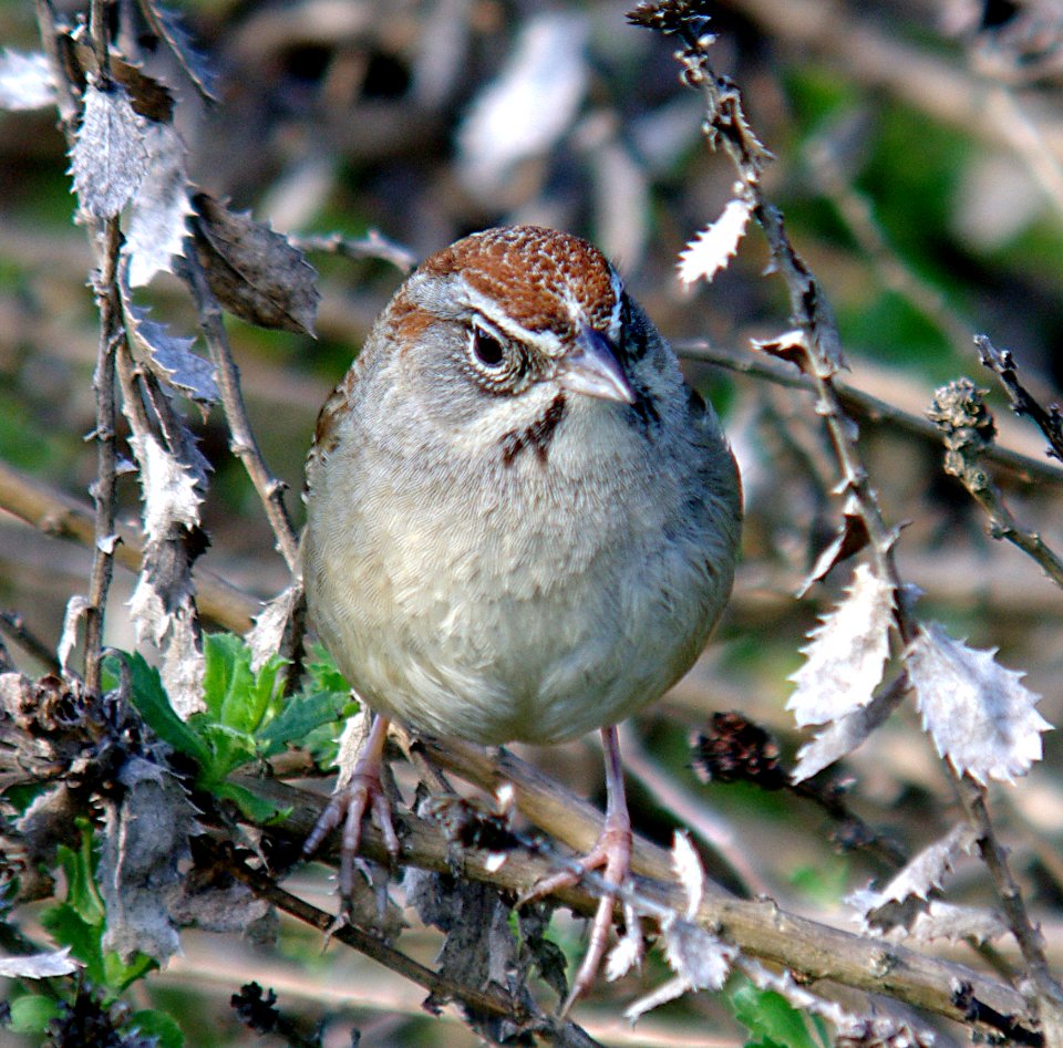 SPARROW, RUFOUS-CROWNED (2-23-07) canet rd, morro bay, slo co, ca