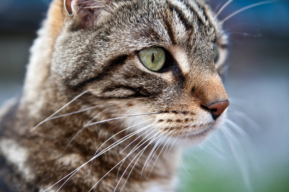 Domestic cat pet cat face
