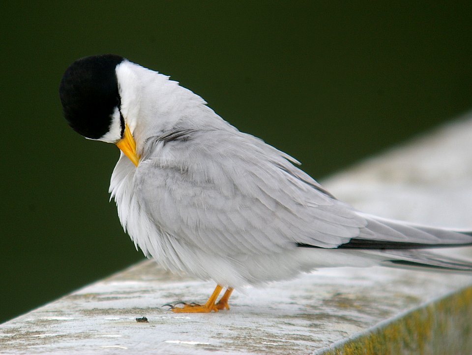 TERN, LEAST (7-10-06) -oso -3