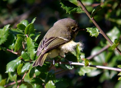 VIREO, HUTTON'S (1-8-07) carrizo plain nat monument, slo co, ca