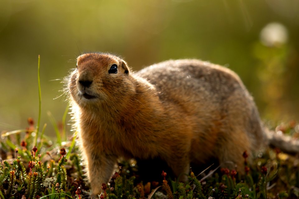 Arctic ground squirrel