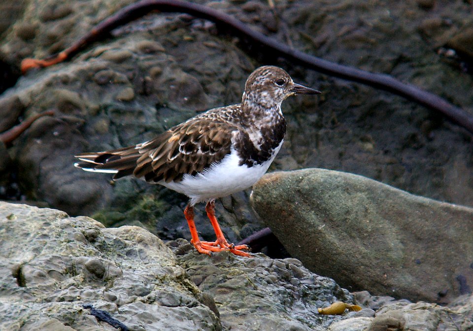 TURNSTONE, RUDDY (10-27-05) (1)