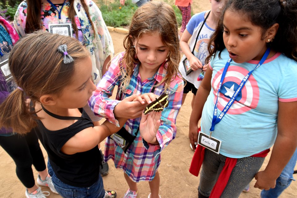Monarch Butterfly Tagging Event