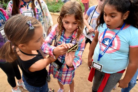 Monarch Butterfly Tagging Event