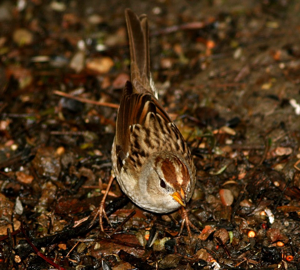 SPARROW, WHITE-CROWNED (11-11-06)-juv, canet rd, morro bay, slo co, ca