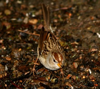 SPARROW, WHITE-CROWNED (11-11-06)-juv, canet rd, morro bay, slo co, ca