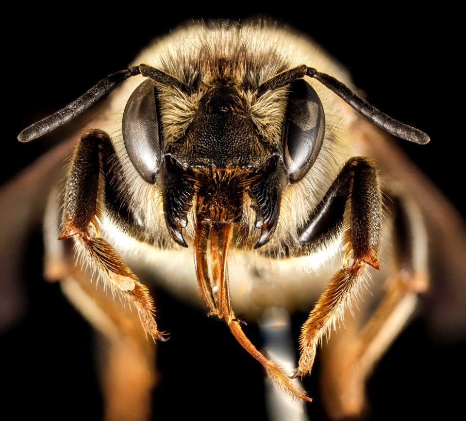 Megachile montenegrensis, M, Face, Greece, Aegean Islands, Lesvos, Mytilene 2015-02-12-15.44.02 ZS PMax