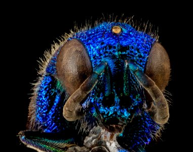 Chrysis propria Aaron, U, Face, MD, Baltimore County 2014-03-11-17.48.38 ZS PMax photo