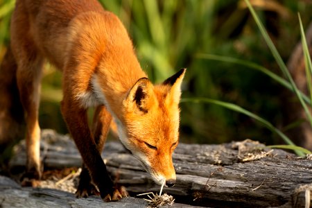 Red fox at Izembek Lagoon