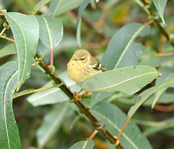 WARBLER, BLACKPOLE (10-15-06) slo co, ca photo