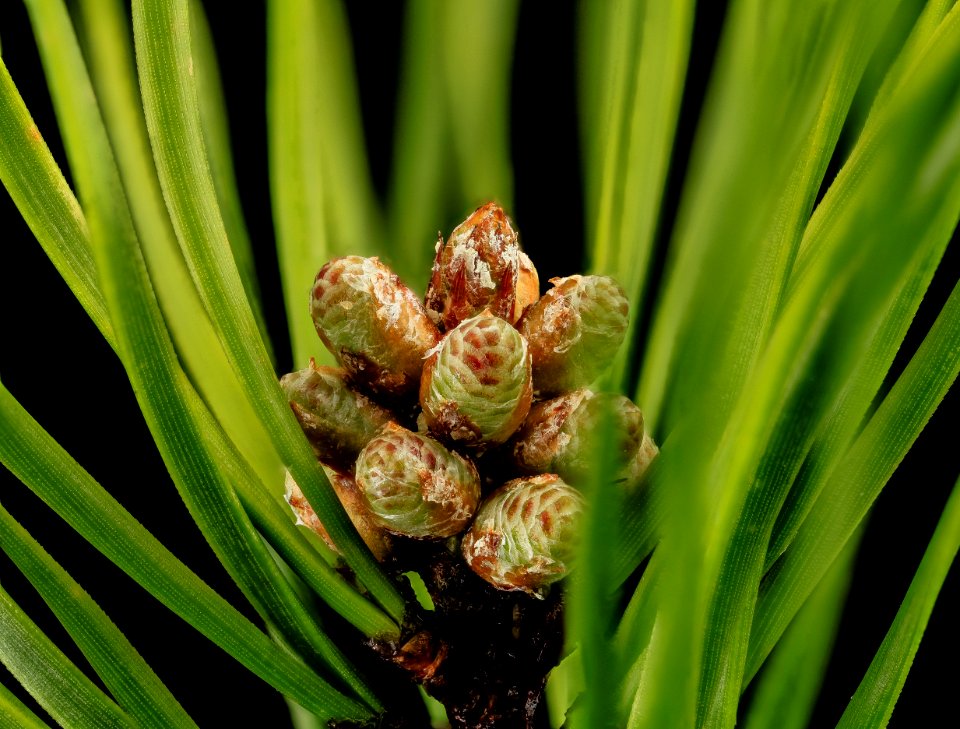 Pinus virginiana, microstrobilus, beltsville, md 2014-04-16-15.51.15 ZS PMax