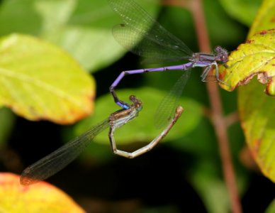 DANCER, VARIABLE (argia fumapennis) (8-13-09) sterling, ma -01 photo