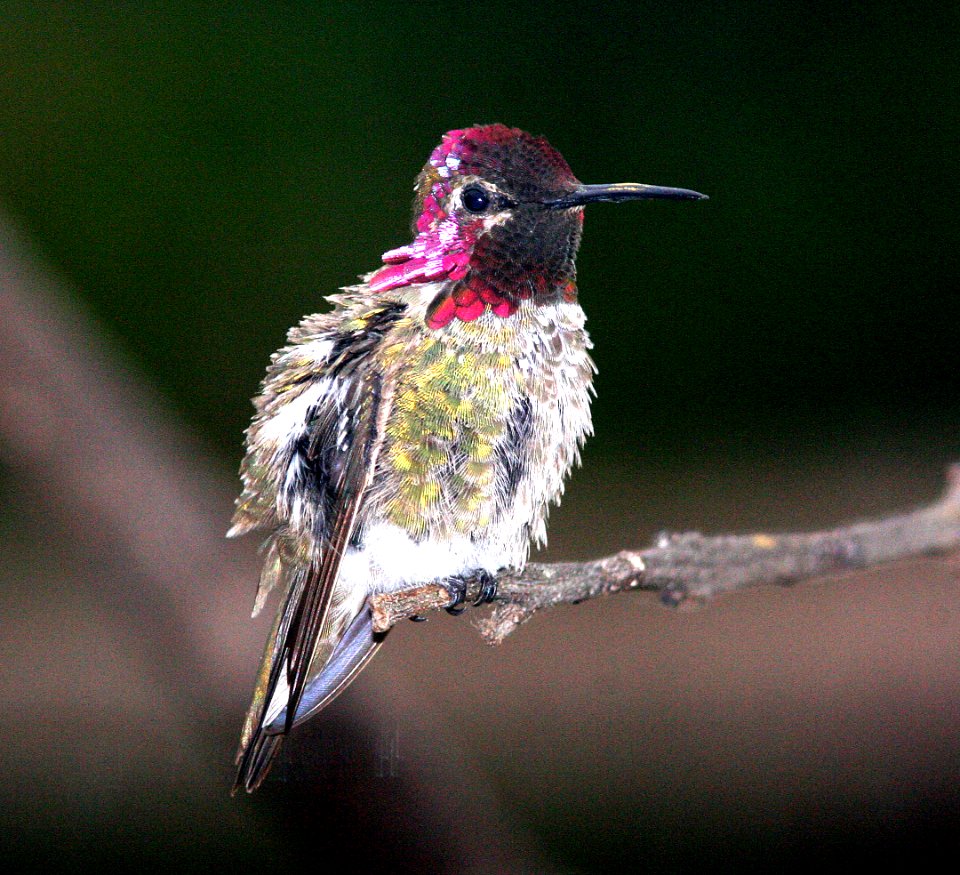 HUMMINGBIRD, ANNA'S (5-07)