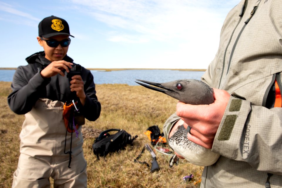 Arctic Bird Fest 2019