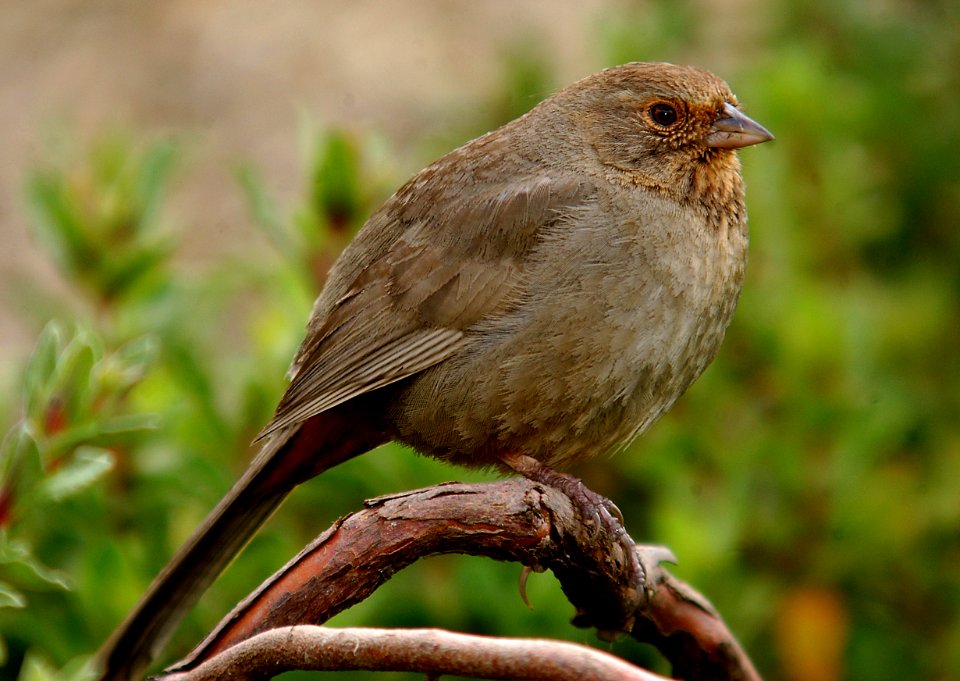 TOWHEE, CALIFORNIA (4-7-06) canet rd, morro bay, slo co, ca
