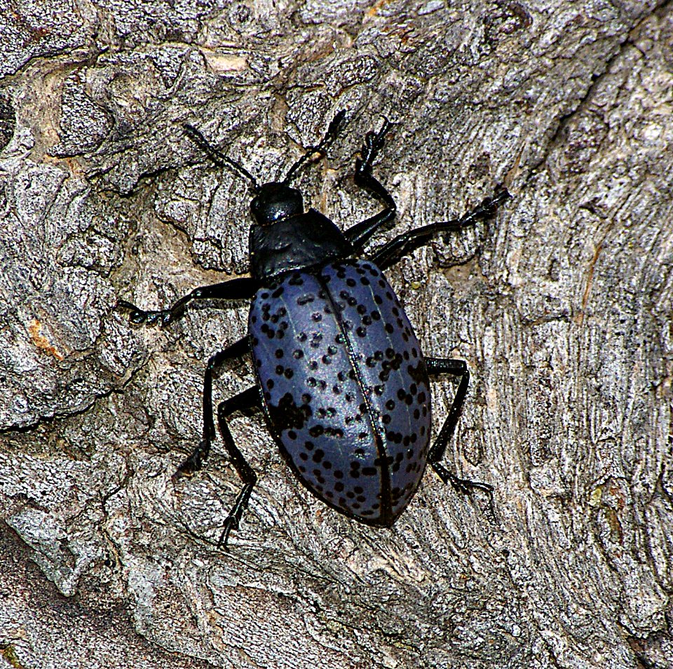 PLEASING FUNGUS BEETLE (5-21-07) los alamos, nm 8500ft