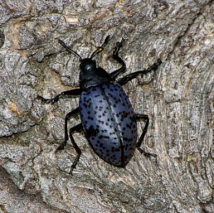 PLEASING FUNGUS BEETLE (5-21-07) los alamos, nm 8500ft