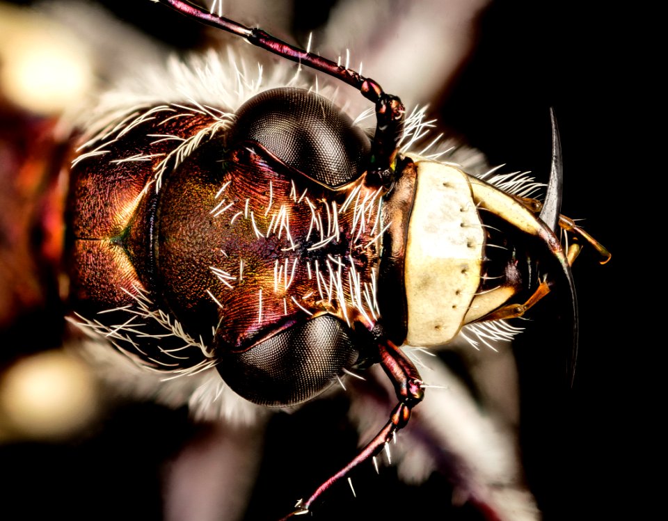 Tiger, eastern neck nwr, face 2015-05-26-06.03.21 ZS PMax