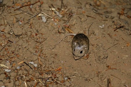 Endangered Pacific Pocket Mouse in new home photo