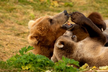 Kodiak bear and cub