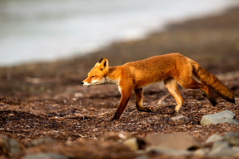 Red fox at Izembek Lagoon