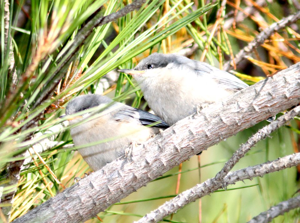 NUTHATCH, PYGMY (7-12-09) san simeon st pk, slo co -09