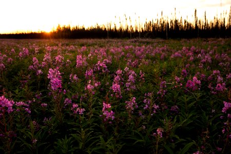 Kenai Fireweed in August