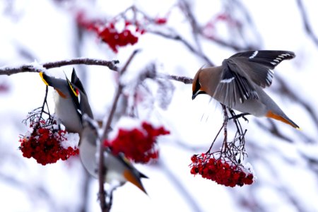 Bohemian Waxwing photo