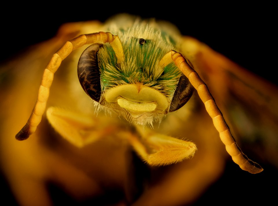 Agapostemon nasutus, m, face,  Bagaces, Costa Rica 2018-08-10-11.35.03 ZS PMax UDR