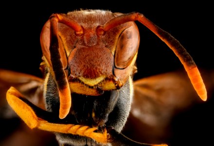 Polistes (2), F, face, Dominican Republic, La Ve Jarabacoa 2013-03-14-14.46.28 ZS PMax photo