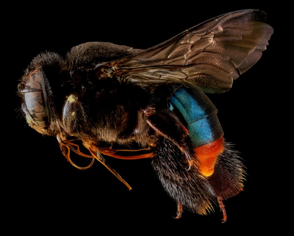 Centris haemorrhoidalis, F, Side, Puerto Rico 2013-06-27-15.32.17 ZS PMax photo