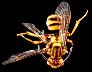 Nomada luteola, F, back, Maryland, Somerset County 2013-02-06-14.29.51 ZS PMax